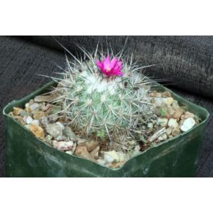 Gymnocactus viereckii 5-inch pots