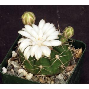 Gymnocalycium griseopallidum 4-inch pots