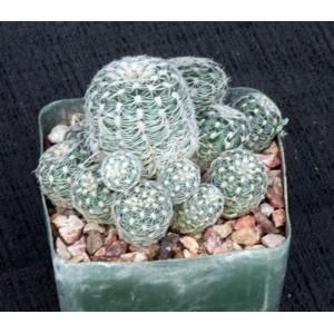 Gymnocalycium bruchii 4-inch pots