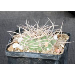 Gymnocalycium cardenasianum 5-inch pots
