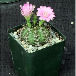 Gymnocalycium damsii (robores) 4-inch pots