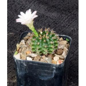 Gymnocalycium damsii (robores) 2-inch pots
