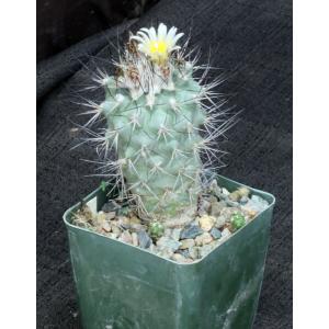 Gymnocactus gielsdorfianus 4-inch pots