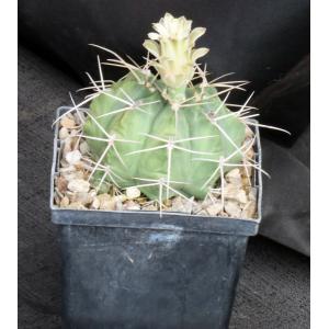 Gymnocalycium griseopallidum 5-inch pots