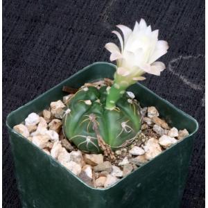 Gymnocalycium horstii 4-inch pots
