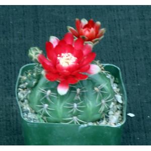 Gymnocalycium marianae 4-inch pots