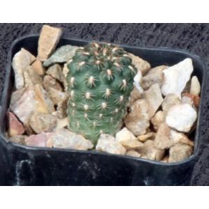 Gymnocalycium matznetteri 2-inch pots