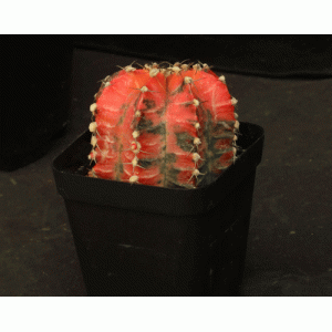 Gymnocalycium mihanovichii (variegated) 4-inch pots