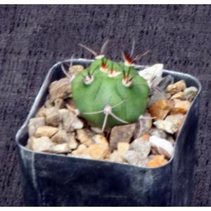 Gymnocalycium pflanzii var. marquezii 2-inch pots