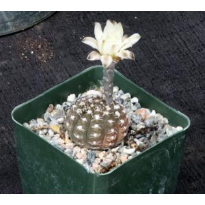 Gymnocalycium ragonesei 4-inch pots