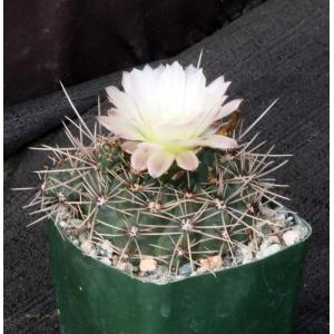 Gymnocalycium reductum var. leucodictyon 4-inch pots