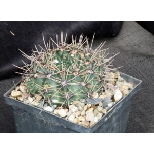 Gymnocalycium reductum var. leucodictyon 5-inch pots