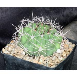 Gymnocalycium salglionis one-gallon pots