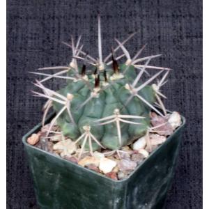 Gymnocalycium schickendantzii 3-inch pots