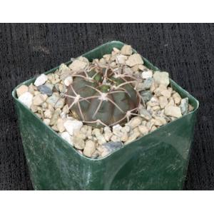 Gymnocalycium spegazzinii 4-inch pots