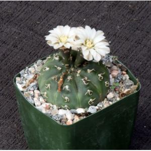 Gymnocalycium triacanthum 4-inch pots
