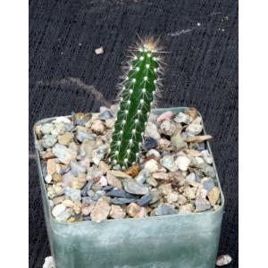 Harrisia tetracantha (C327) 4-inch pots