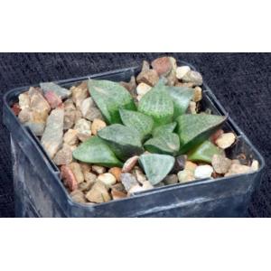 Haworthia emelyae var. comptoniana (GM 266) 4-inch pots