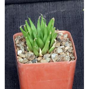 Haworthia angustifolia var. angustifolia (IB 5772)4-inch pots