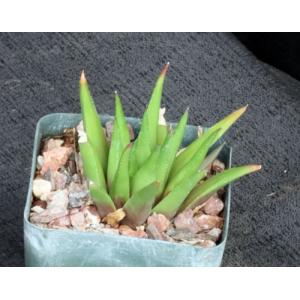 Haworthia angustifolia hybrid 4-inch pots