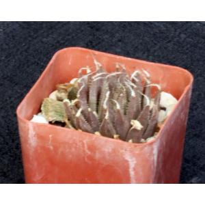 Haworthia aristata (MBB 7011) 3-inch pots