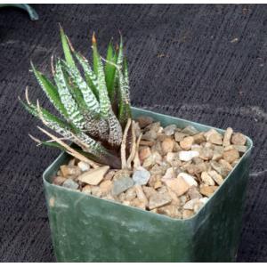 Haworthia attenuata cv Crazy Glaze 4-inch pots