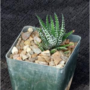 Haworthia attenuata forma caespitosa 3-inch pots