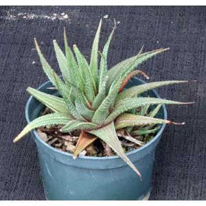 Haworthia attenuata var. radula (variegate) 5-inch pots