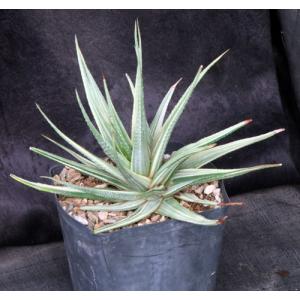 Haworthia attenuata var. radula (variegate) one-gallon pots