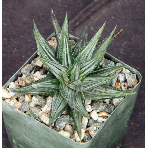 Haworthia attenuata (white variegate) 4-inch pots