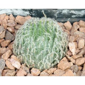 Haworthia bolusii var. bolusii (GM 555) 4-inch pots