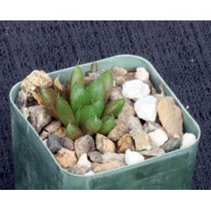 Haworthia caespitosa (McGregor) 2-inch pots