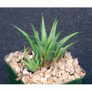 Haworthia chloracantha var. subglauca (ISI 1212) 4-inch pots