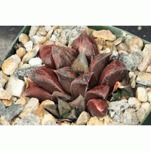 Haworthia cv Chocolate 4-inch pots