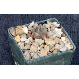 Haworthia cooperi var. pilifera (IB 08618) 3-inch pots