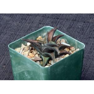 Haworthia coriacea (IB 6414) 4-inch pots