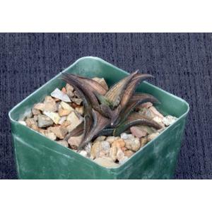Haworthia coriacea (IB 6414) 4-inch pots