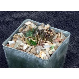 Haworthia cv Black Widow x arachnoidea 3-inch pots