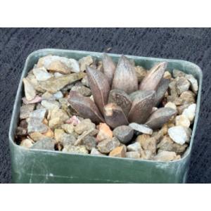 Haworthia cv Esperanza 4-inch pots