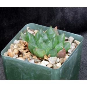 Haworthia cv Ollasonii 4-inch pots