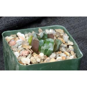 Haworthia cv Tin Man 4-inch pots