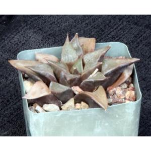 Haworthia emelyae var. comptonianaBlack Beauty 4-inch pots
