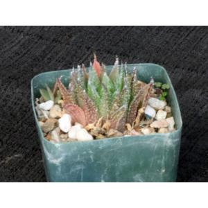 Haworthia emelyae var. multifolia 4-inch pots