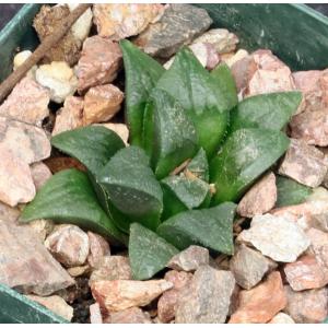 Haworthia enigma var. enigma (GM 412) 3-inch pots