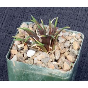Haworthia floribunda 4-inch pots
