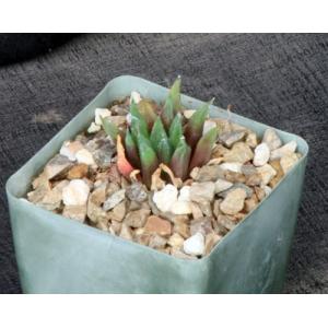 Haworthia heidelbergensis var. scabra (GM441) 4-inch pots