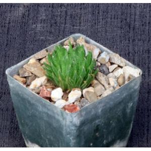 Haworthia herbacea var. payneri (GM563)3-inch pots