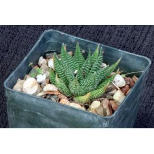 Haworthia limifolia var. gigantea 3-inch pots