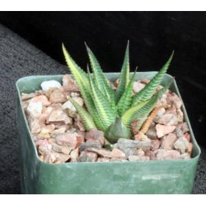 Haworthia limifolia (variegated) 4-inch pots