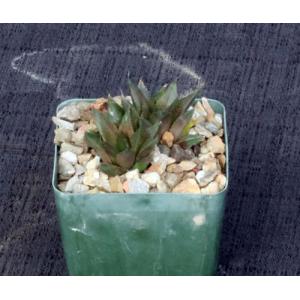 Haworthia magnifica (asperula form, GM 306) 4-inch pots